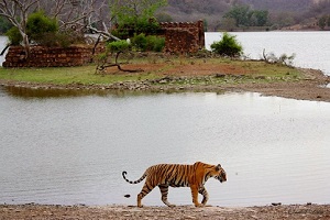 Ranthambore Lake