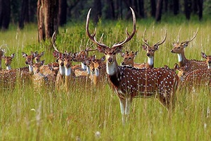 Spotted Deer