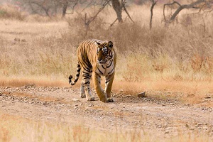 Tigers in Ranthambhore