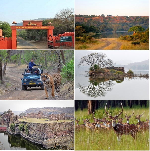 Ranthambore Package Safari