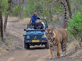 Gypsy Safari in Ranthambore