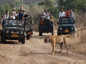 Ranthambore Safari