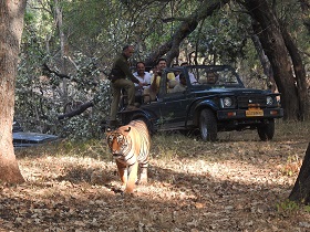 Ranthambore Safari Zone