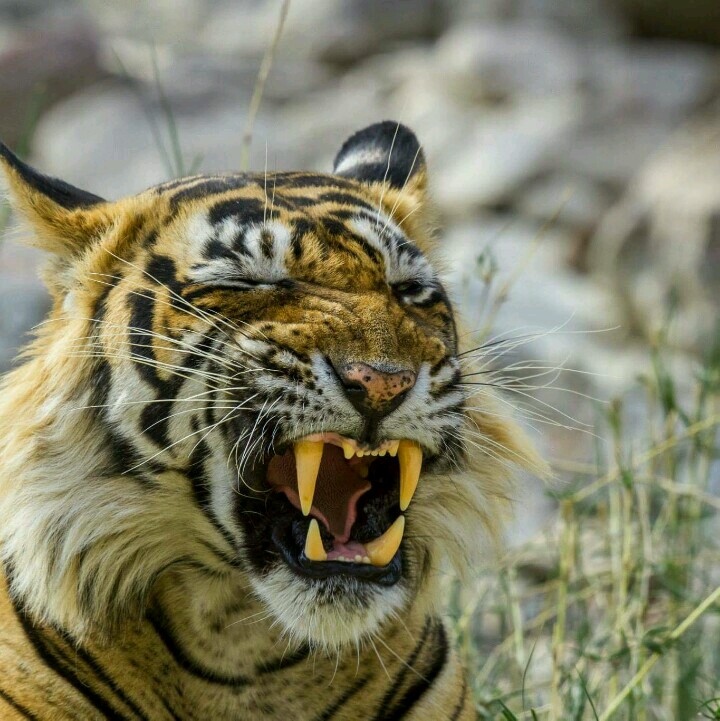 Ranthambore Tiger