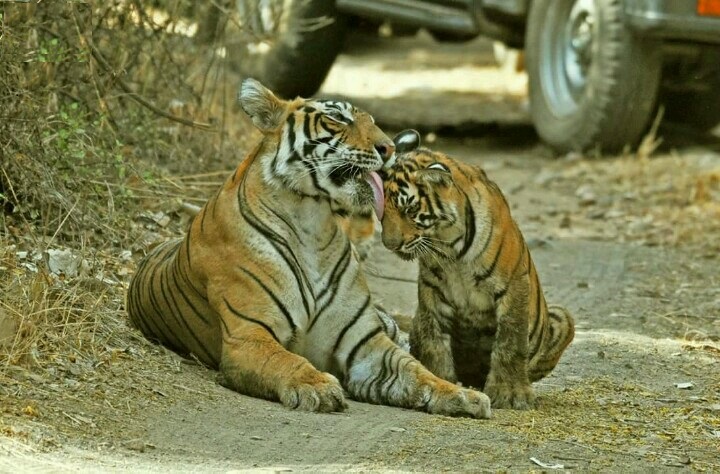 Wildlife in Ranthambore