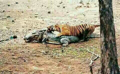 Tiger Hunting Crocodile in Ranthambore